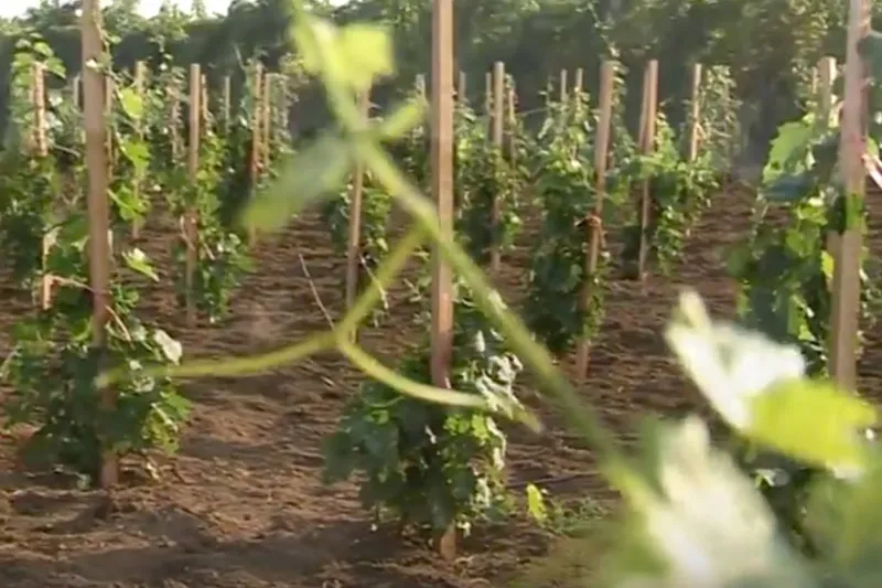 Župska Berba (Wine Festival)