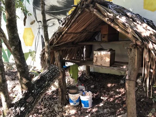Akumal Monkey Sanctuary & Rescued Animals