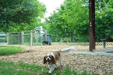 Alimagnet Dog Park