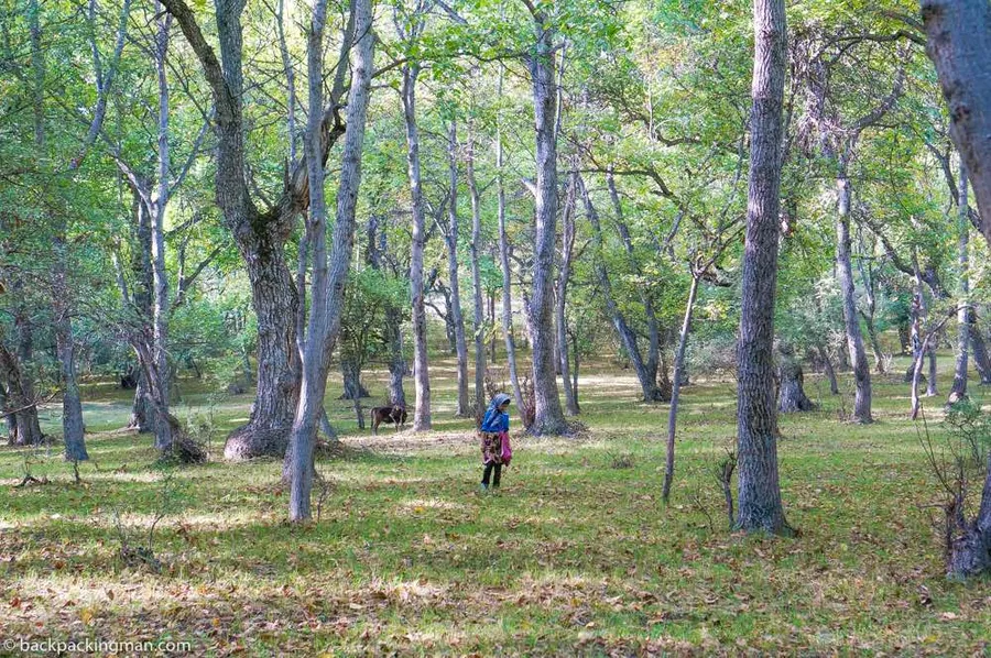Arslanbob Walnut Forest