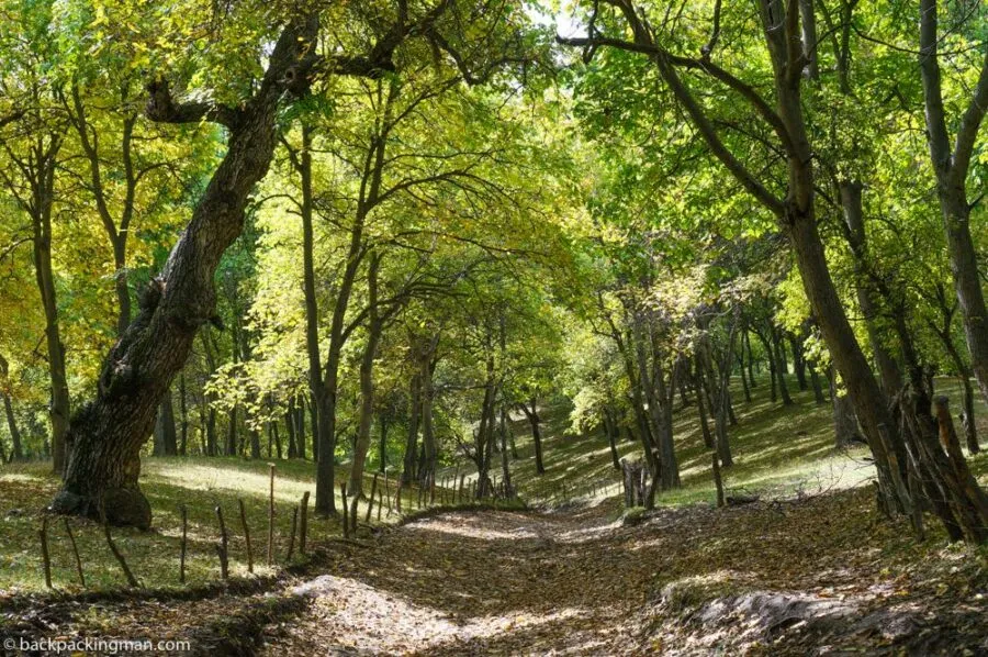 Arslanbob Walnut Forest
