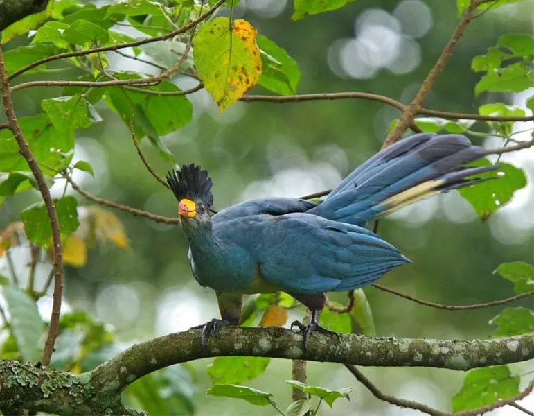 Bigodi Wetland Sanctuary