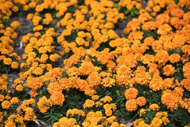 Botanic Gardens