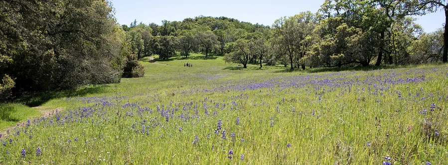 Bouverie Preserve