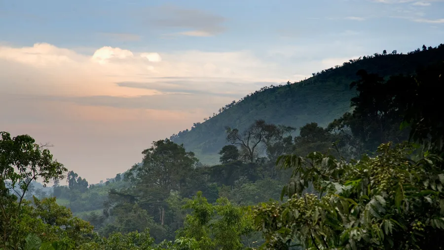 Bwindi Impenetrable National Park