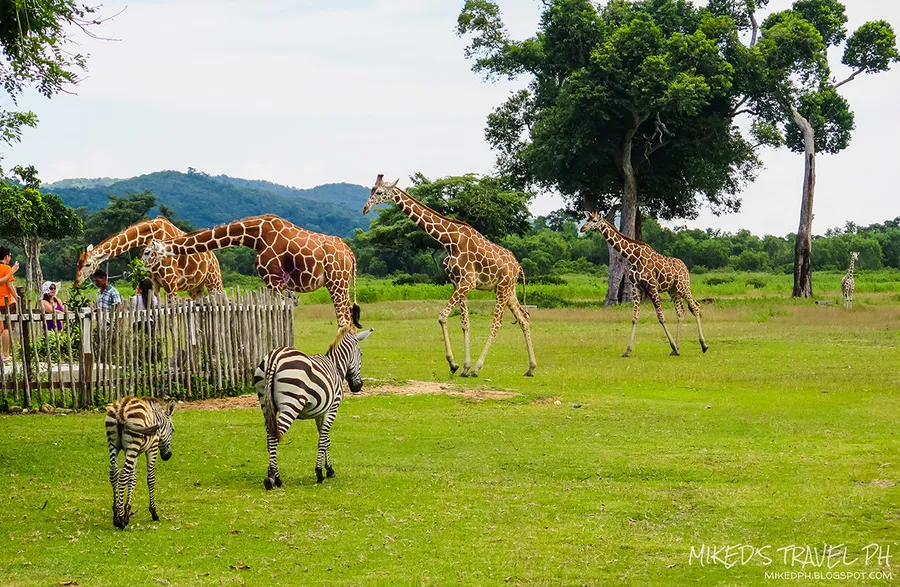 Calauit Safari Park