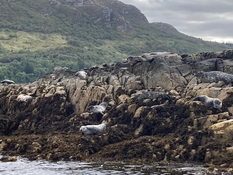 Calum's Seal Trips