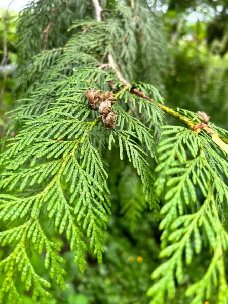 Cedar Tree Tower