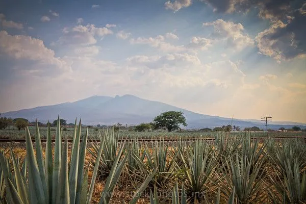 Cerro de Tequila
