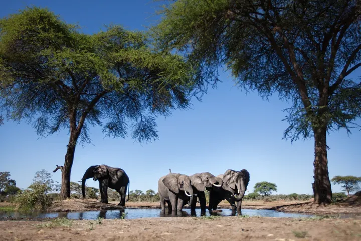 Chobe National Park