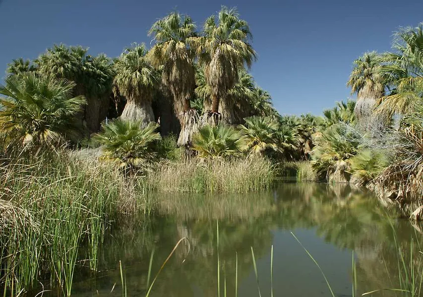 Coachella Valley Preserve