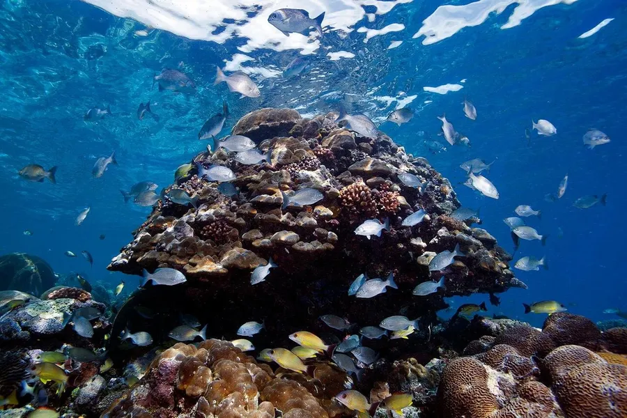 Coral Reefs of Naru Island