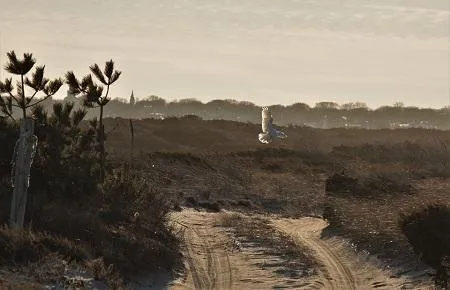Coskata-Coatue Wildlife Refuge