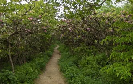 Craggy Gardens