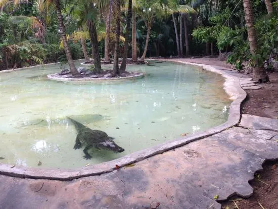 Croco Cun Zoo