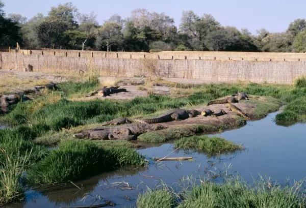 Crocodile Farm