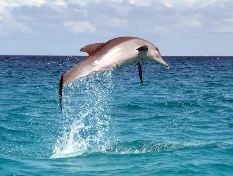 Dolphin Watching Tours
