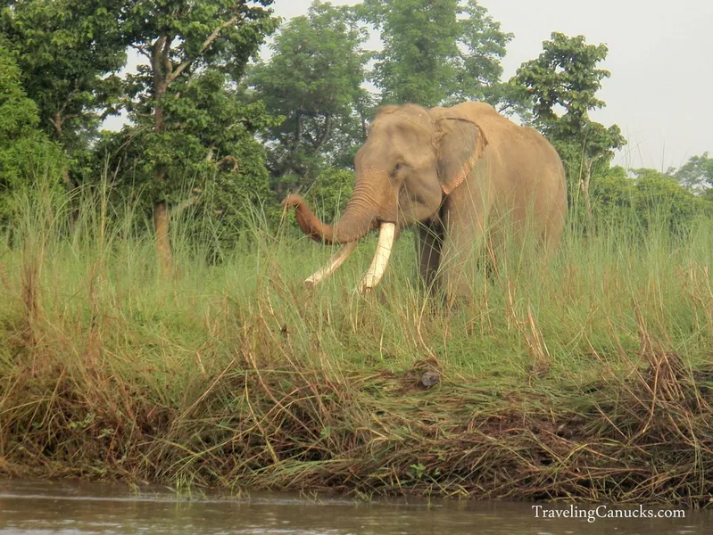Elephant Breeding Center at Chitwan National Park