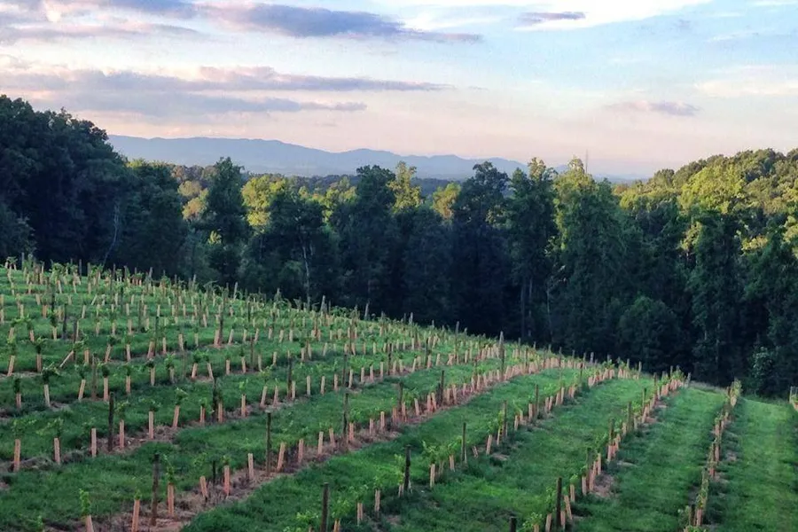 Engelheim Vineyards