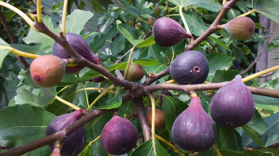 Fig Tree Arch