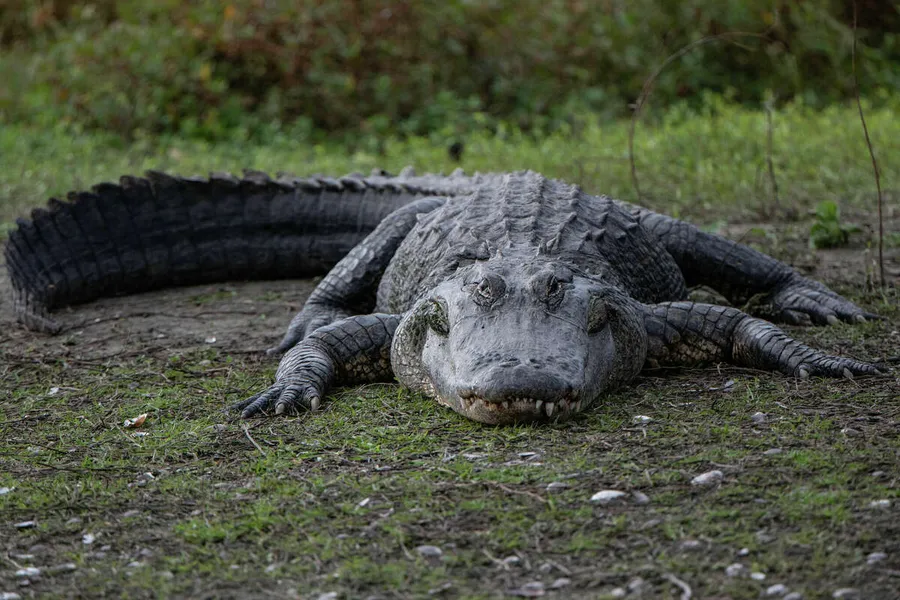 Gator Beach - Alligator Adventure