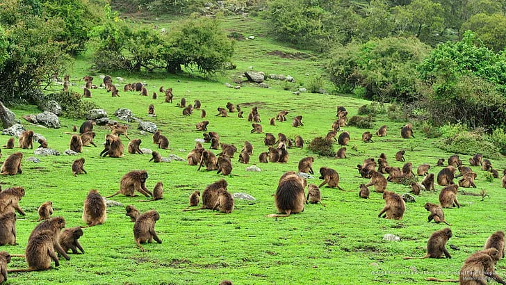 Gelada Baboons Viewing