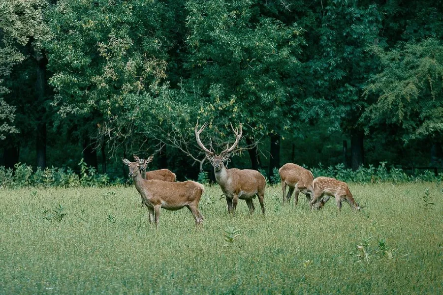 Gemenc Forest