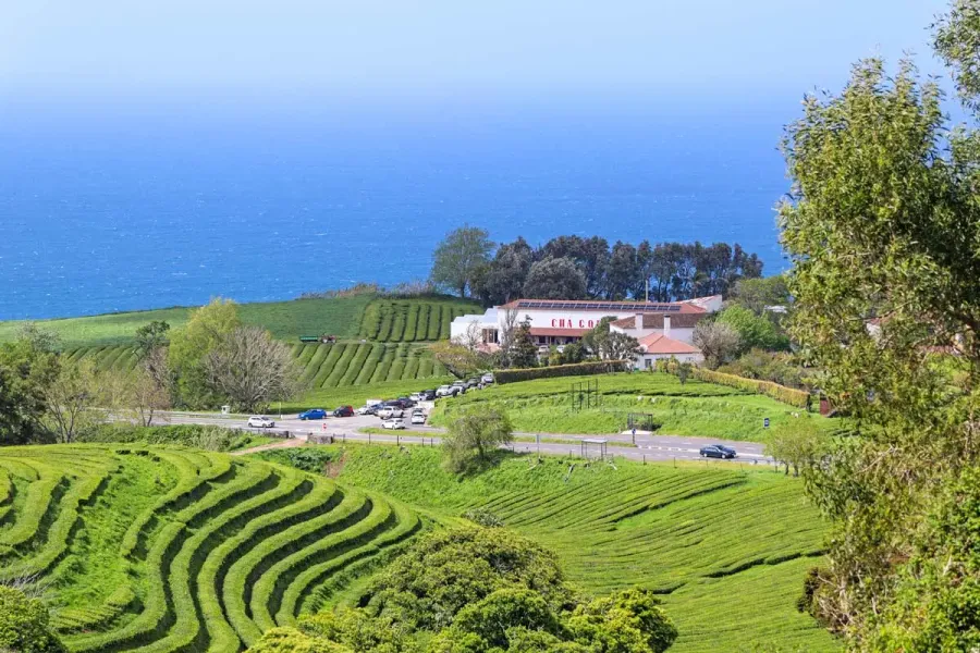 Gorreana Tea Factory