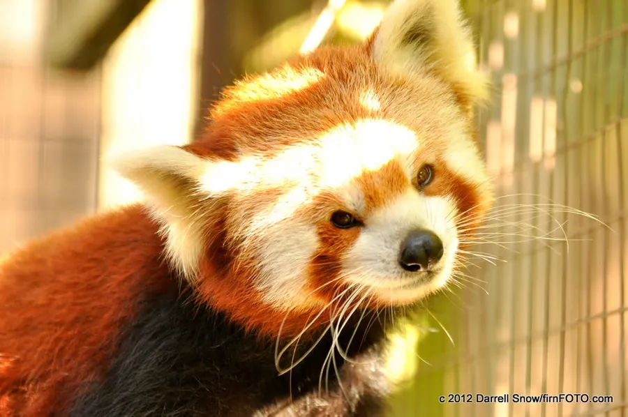 Greenville Zoo