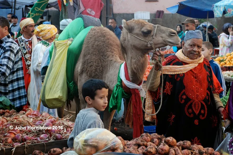 Guelmim Camel Market