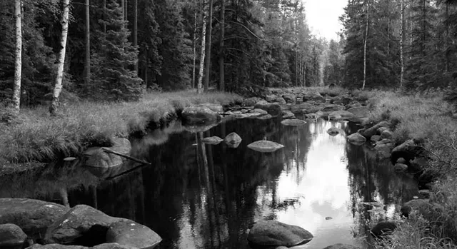 Hälleskogsbrännan Nature Reserve