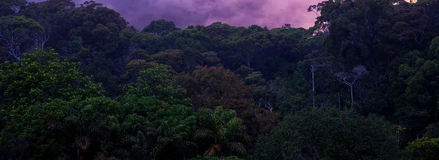 Handunugoda Tea Estate
