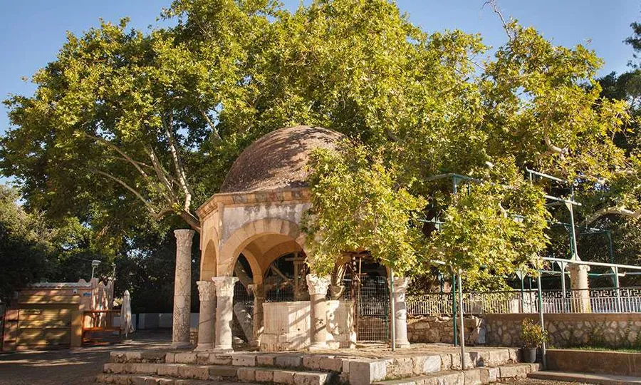 Hippocrates Tree