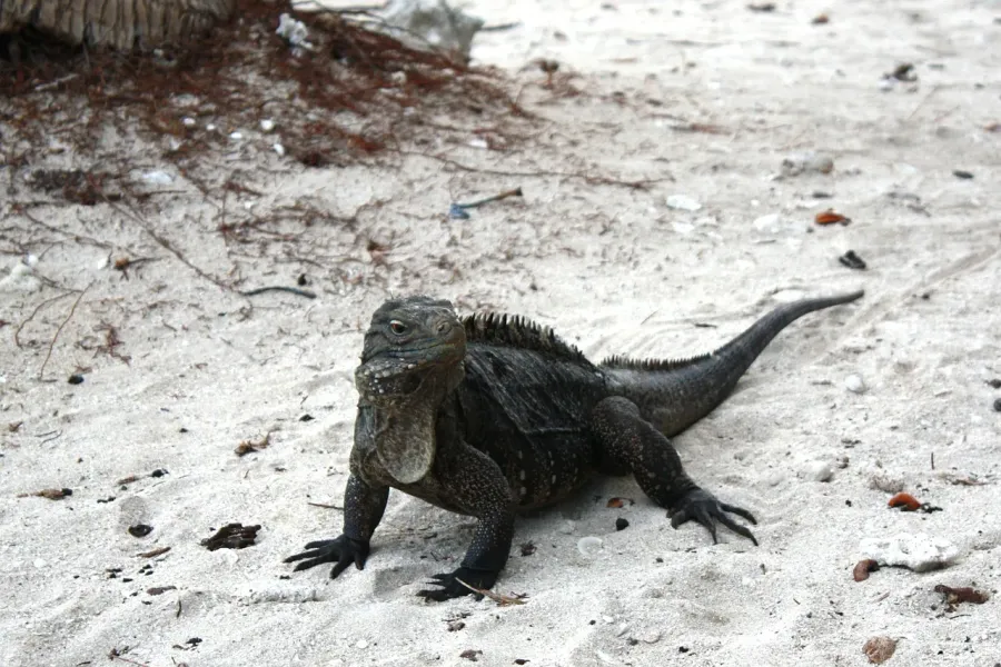 Iguana Sanctuary