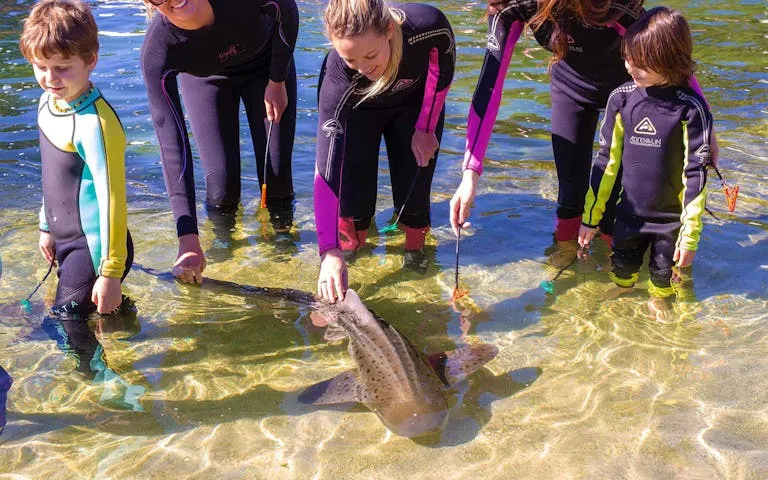 Irukandji Shark & Ray Encounters