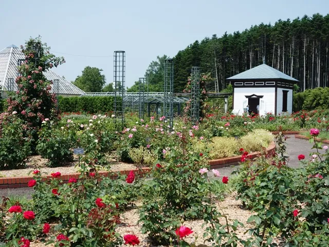 Iwamizawa Park Rose Garden