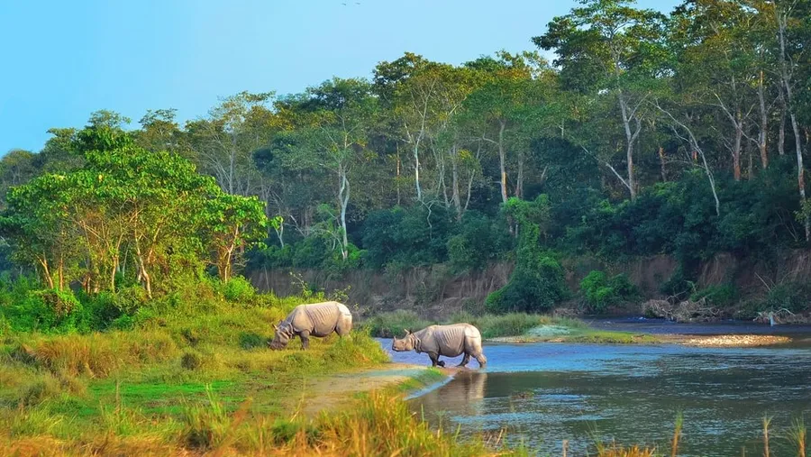 Jungle Safari at Chitwan National Park
