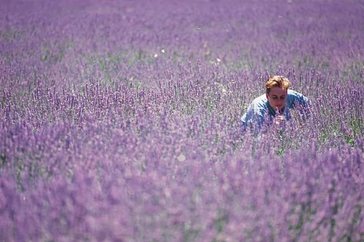 Lavandula Swiss Italian Farm