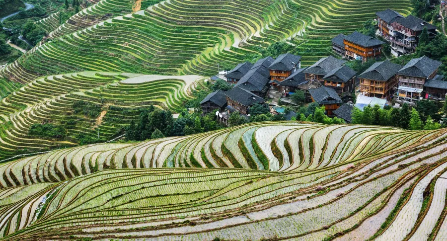 Longji Rice Terraces