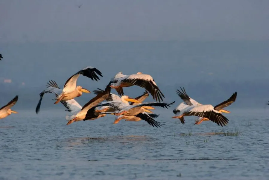Lower Prut Biosphere Reserve
