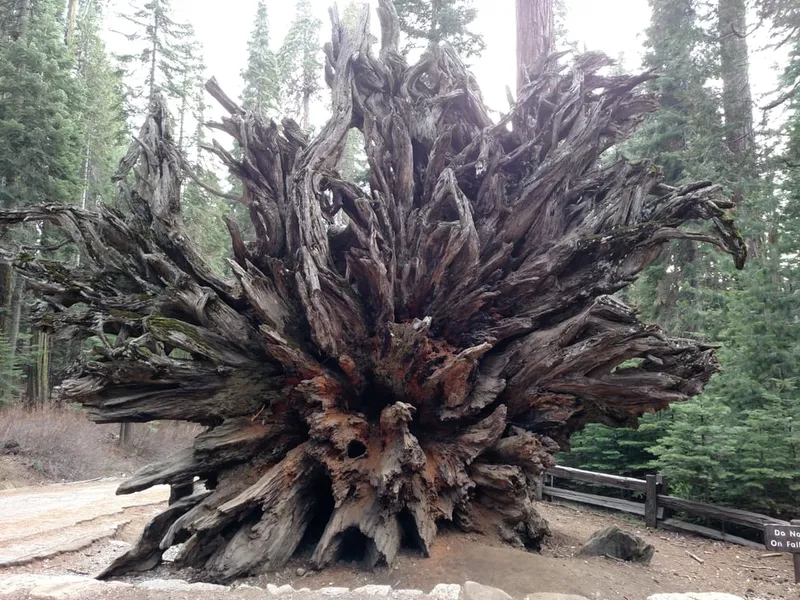Mariposa Grove of Giant Sequoias