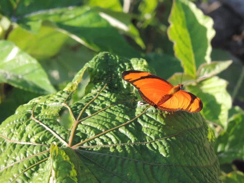 Mariposario de Misahuallí