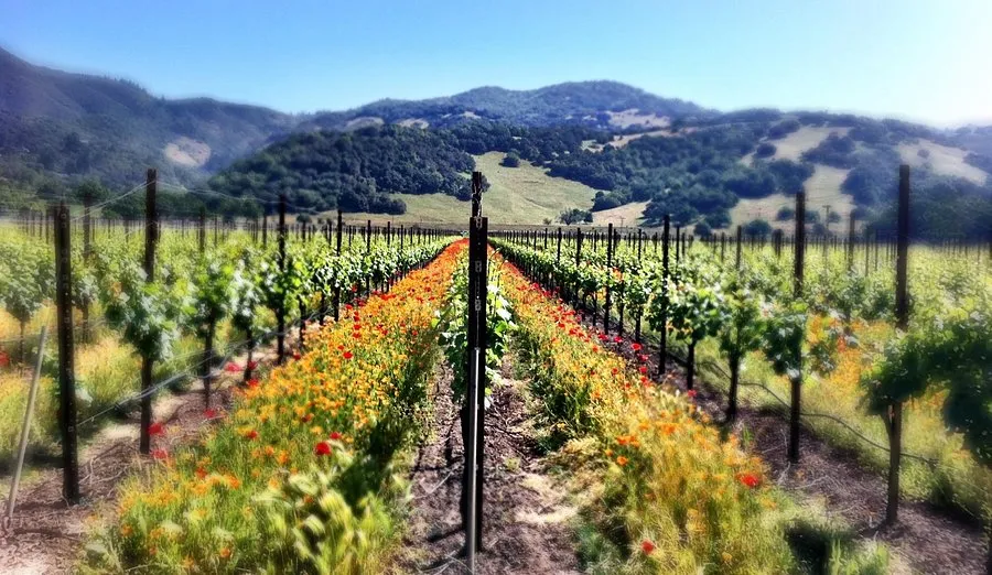 Mayo Family Winery