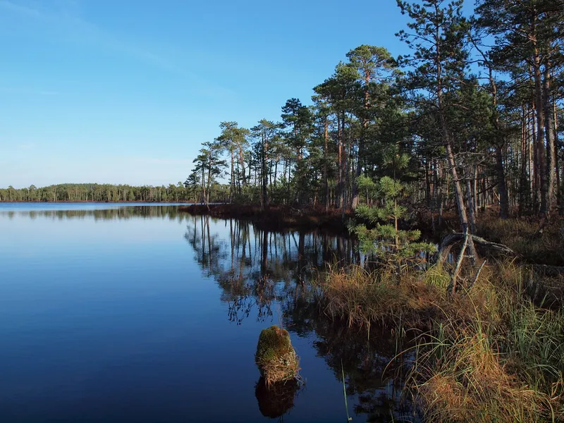 Meenikunno Bog