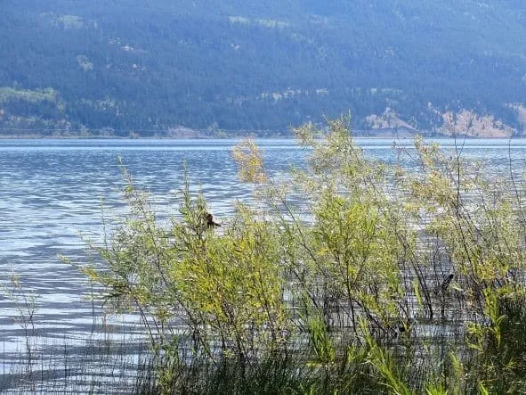 Monck Provincial Park