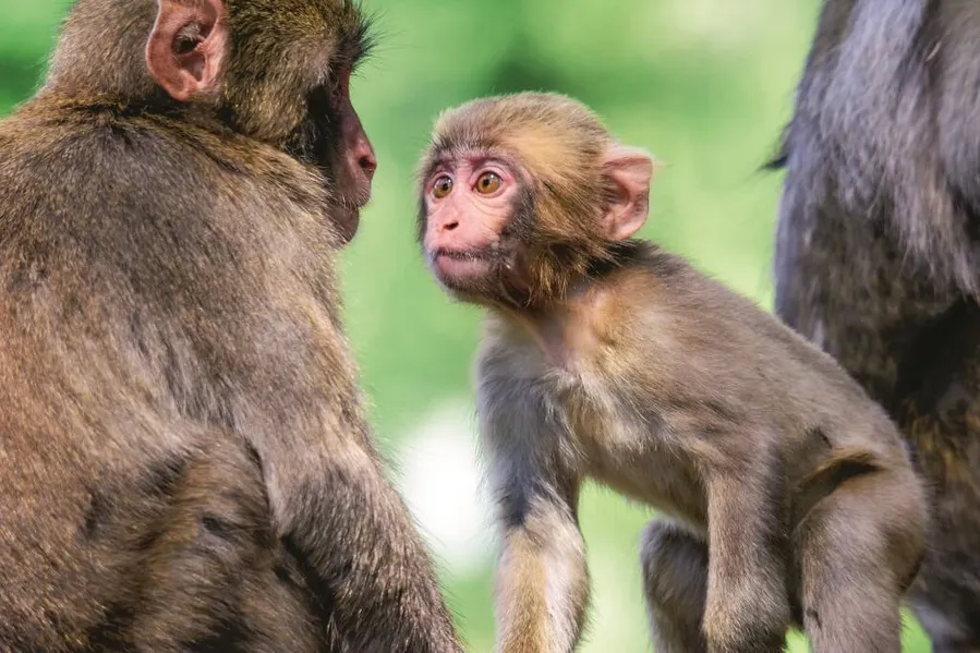 Monkey Mountain Landskron