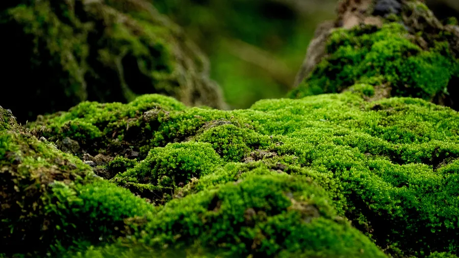 Moss Mansion
