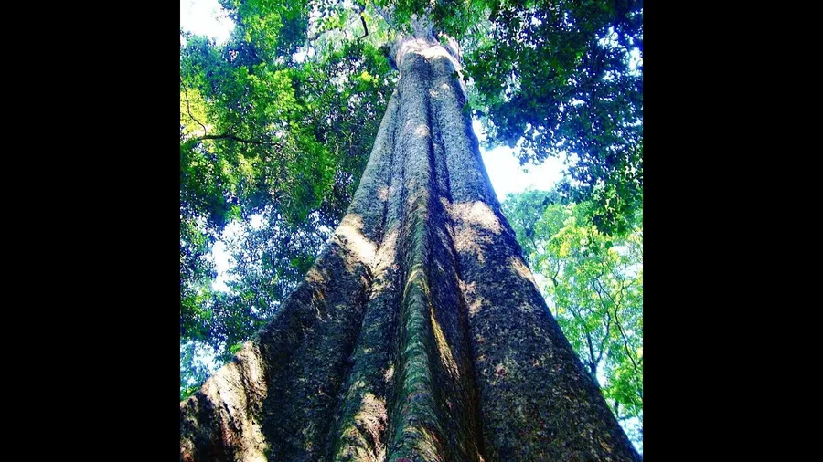 Mount Selinda