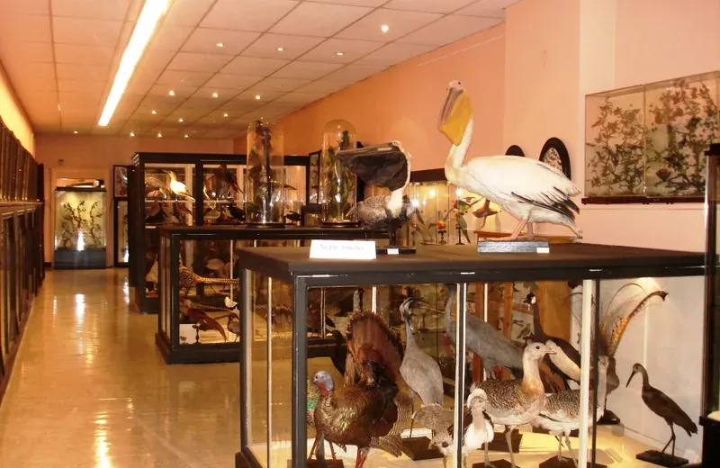 Musée des Beaux-Arts et d'Histoire Naturelle de Châteaudun