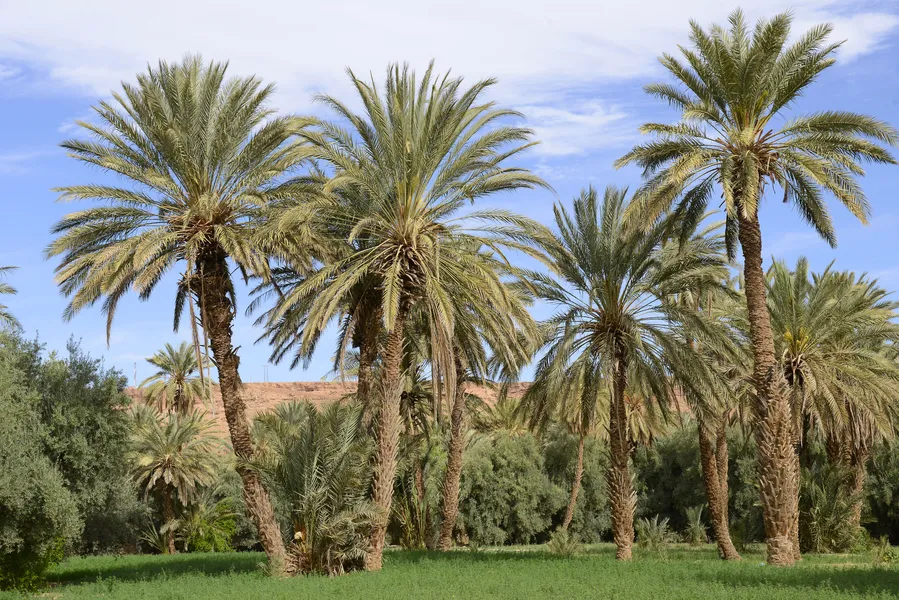 Oasis Tighmert